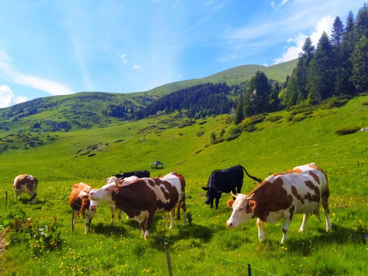 Eko Katun Damjanovic - Bjelasica Mojkovac Exteriér fotografie